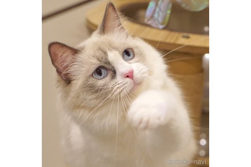 ゆずこちゃん1枚目